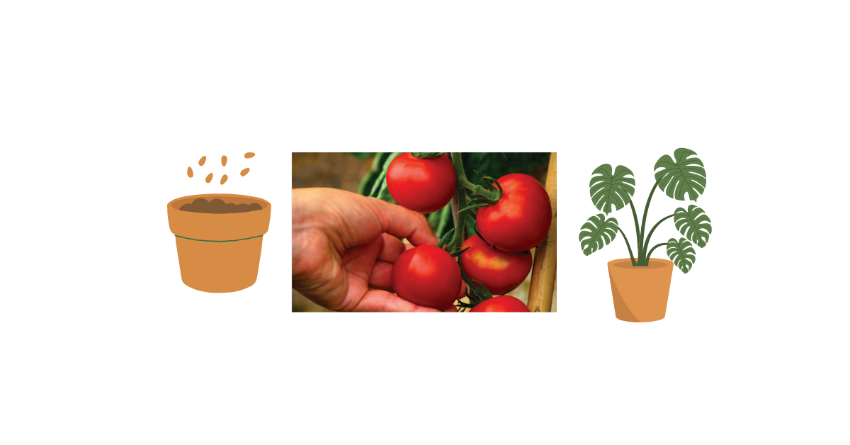 Growing tomato plants in pots